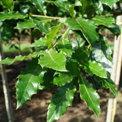 Quercus warei 'Long' (REGAL PRINCE)